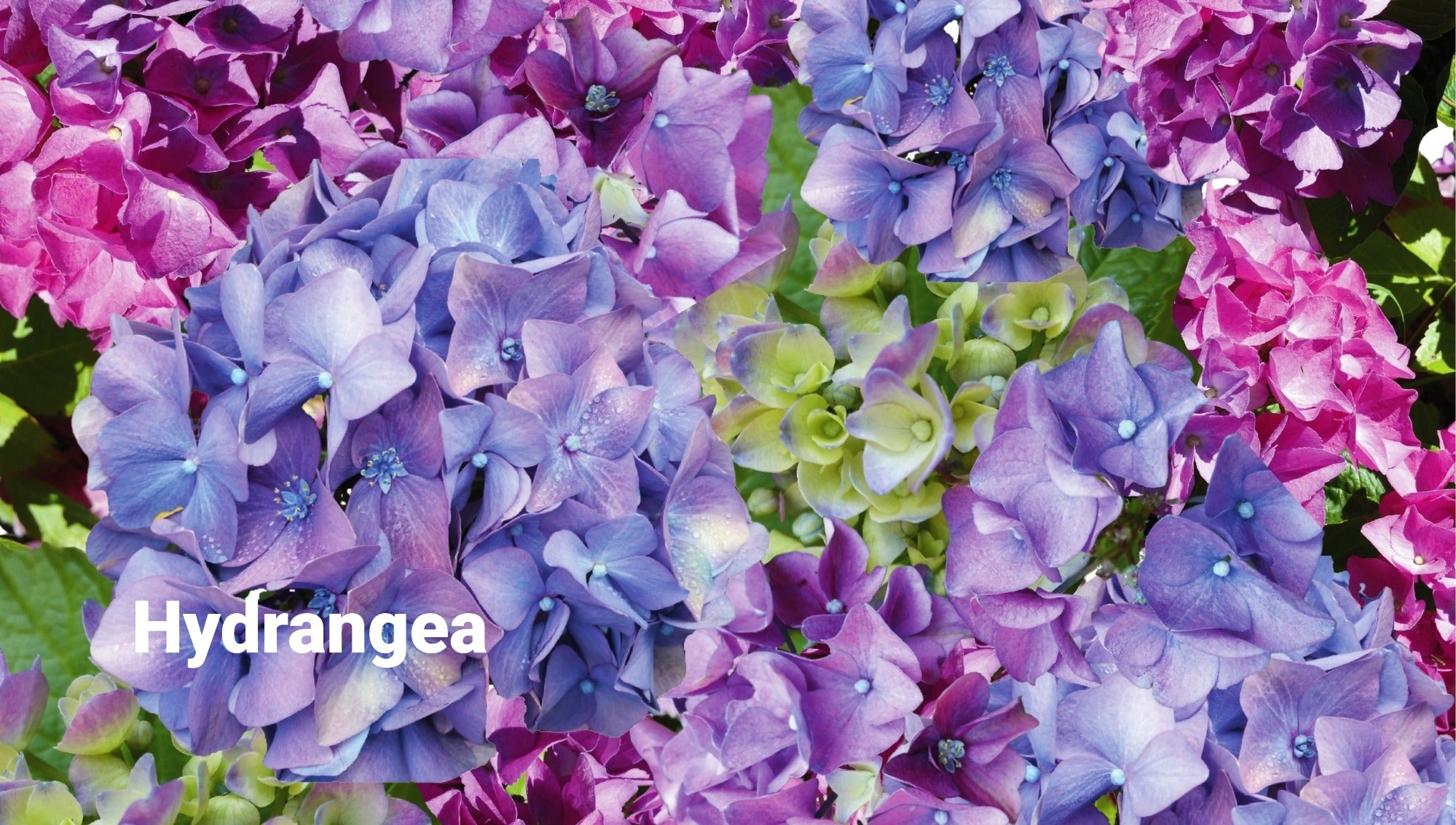 Photo of blue and pink Hydrangea flowers.
