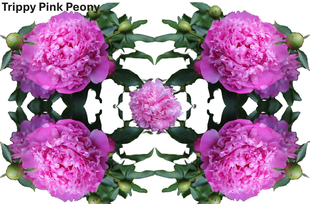 Photos of pink peonies arranged in a trippy pattern.