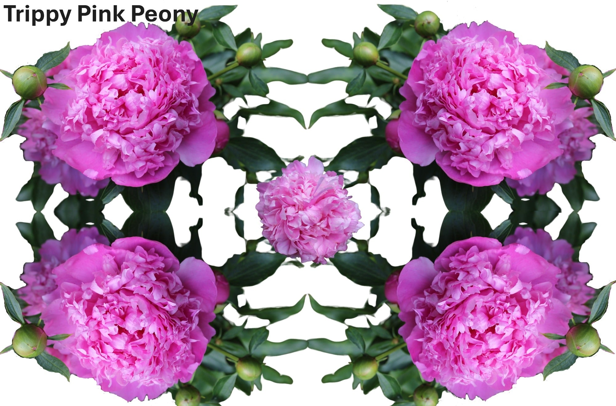 Photos of pink peonies arranged in a trippy pattern.
