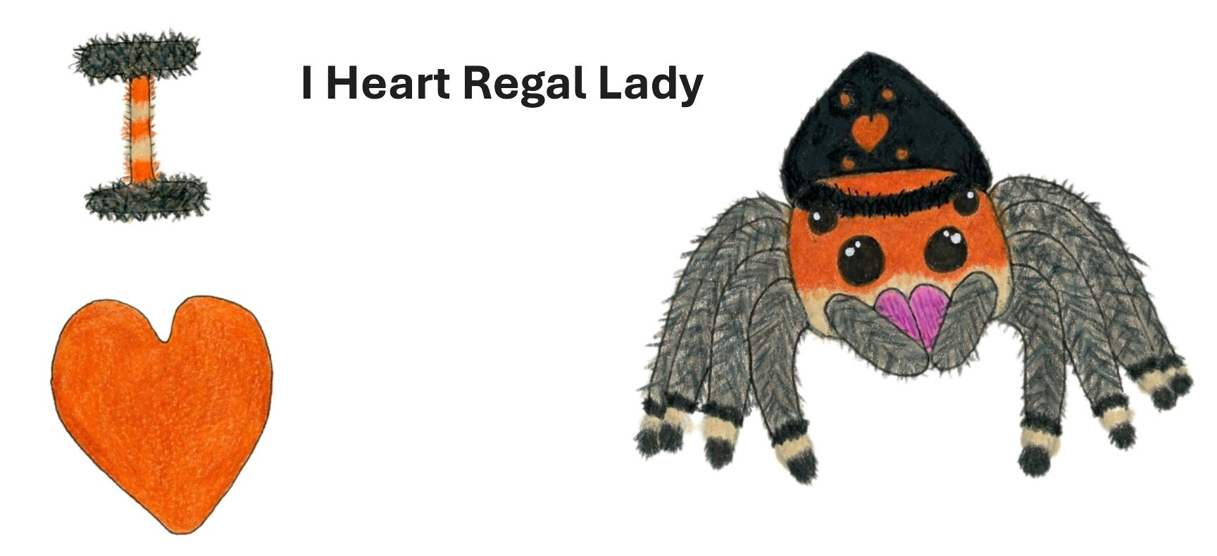 Hand-drawn cartoon orange and black regal jumping spider with a fuzzy looking black and orange I and orange heart.