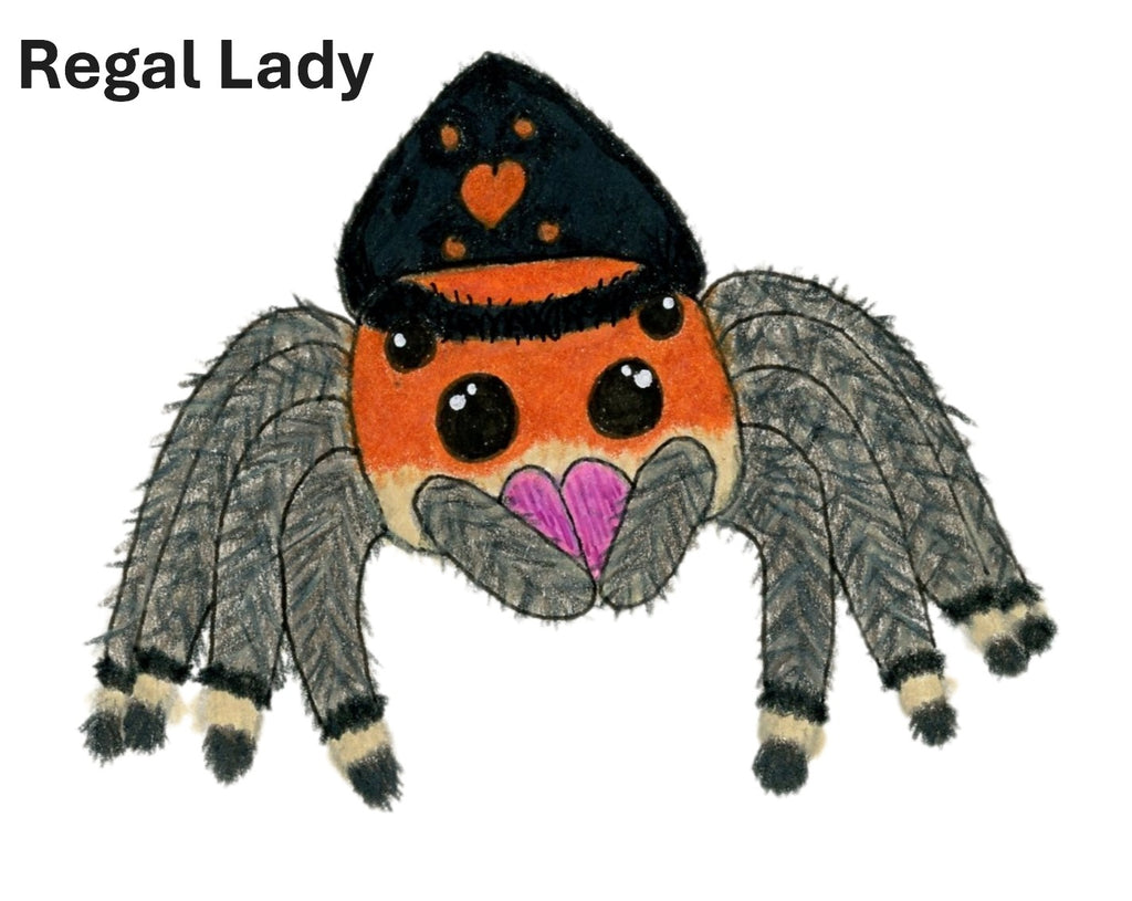 Hand-drawn cartoon orange and black regal jumping spider.
