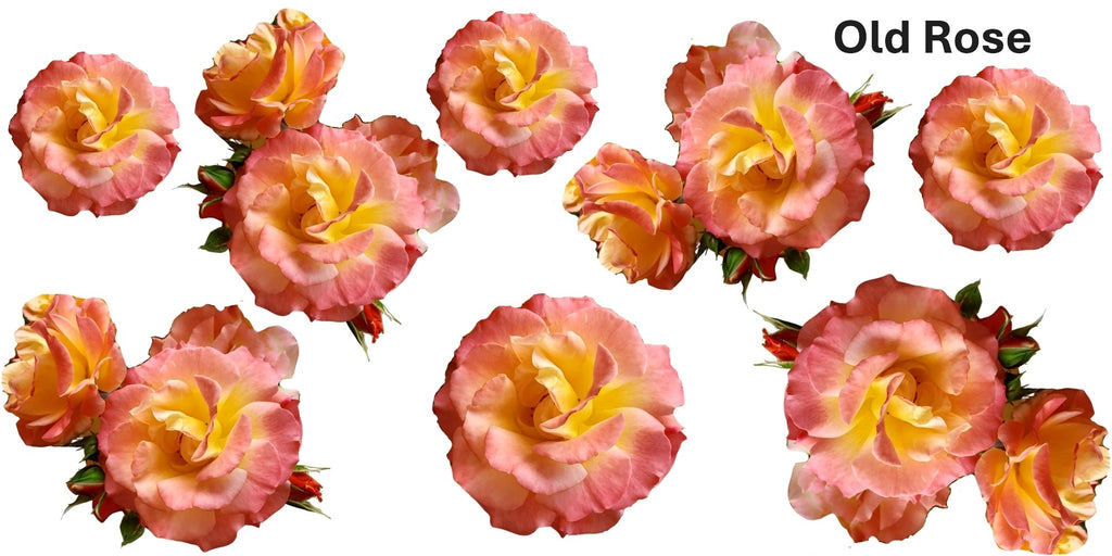 Bunch of pohots of old peace roses. 