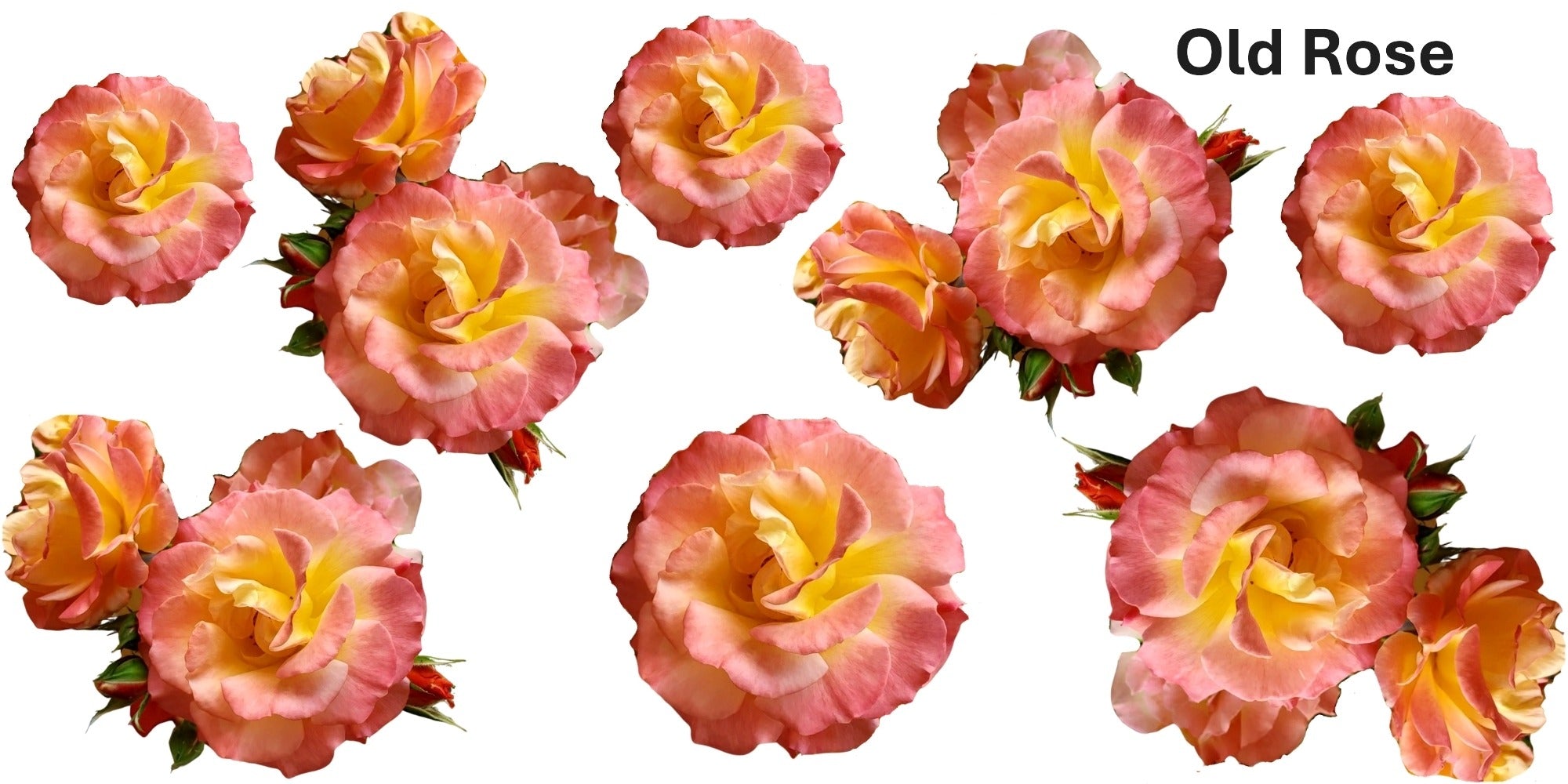 Bunch of pohots of old peace roses. 