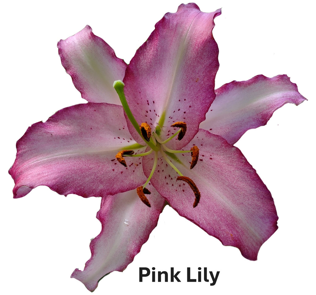 Pink Lily photo style. 